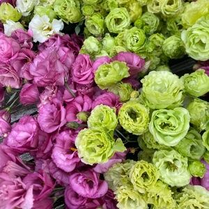 Meet your Posher, Elise